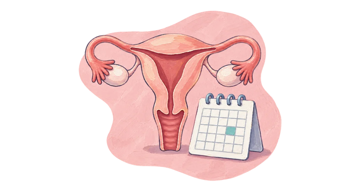 Uterus and calendar representing menstrual health and cycle tracking